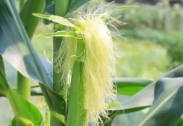 Does corn silk reduce belly fat.png